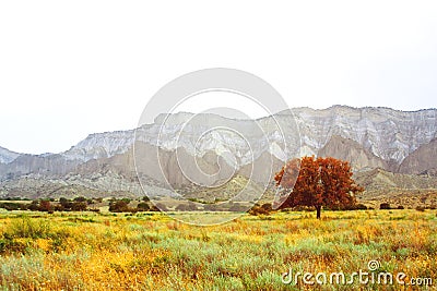 Red tree in the savannah. The mountains. Yellow grass. Landscape Stock Photo