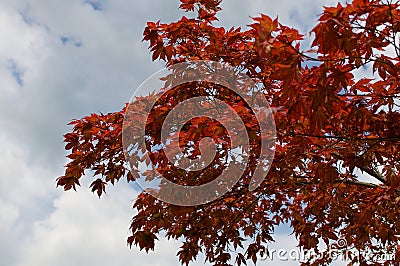 Red tree and sky with clouds Stock Photo