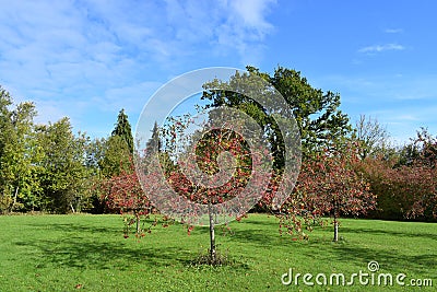 Red tree surrounded by green. Stock Photo