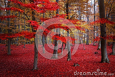 Red trees in the forest Stock Photo