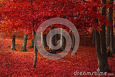 Red trees in the forest Stock Photo