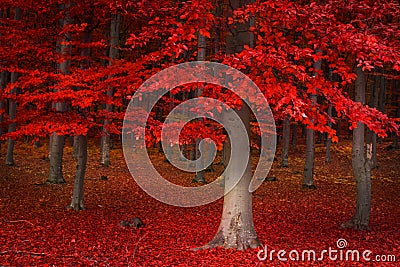 Red trees in the forest Stock Photo