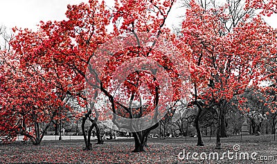 Red trees in a surreal black and white forest landscape scene in Central Park, New York City Stock Photo