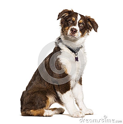 Red tricolor australian shepherd wearing collar with medal Stock Photo