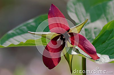 Red trillium growing wild in the forest Stock Photo