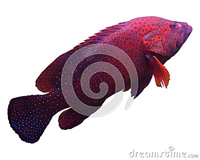 Red tropical fish Stock Photo