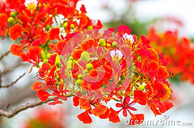 Red tropical flowers on white background Stock Photo