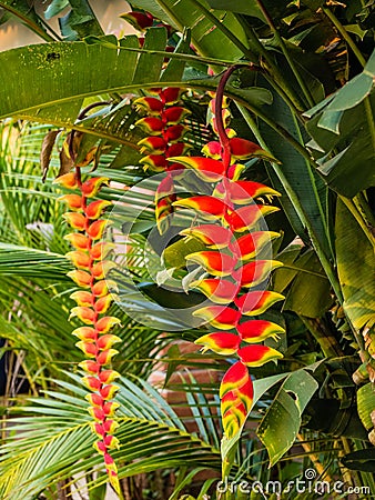 Red tropical heliconia flower blossom Stock Photo