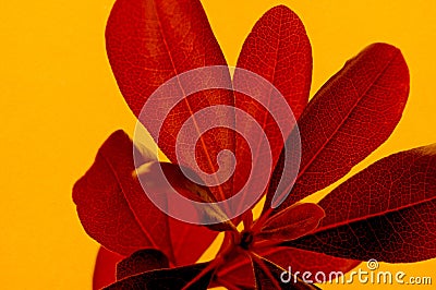 Red tropical plant close up isolated on natural textured yellow paper background. Creative nature photography Stock Photo