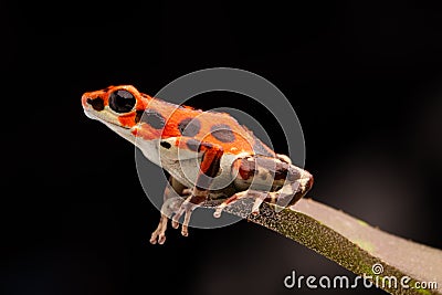 Red tropical poison dart frog Stock Photo