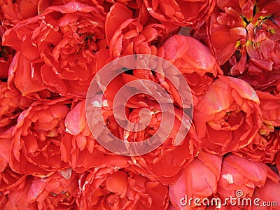 Red tulip Stock Photo