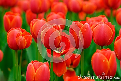 Red tulip Stock Photo