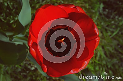 Red tulip against the background of grass. Stock Photo