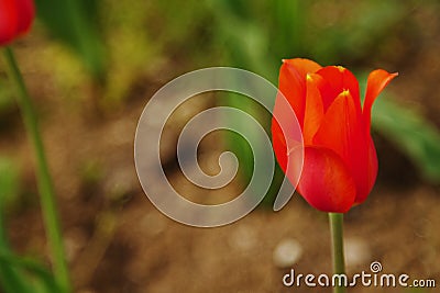 Red Tulip Stock Photo