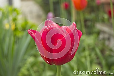 Red tulip blossom with blurry green background and tulips - Tulipa Stock Photo