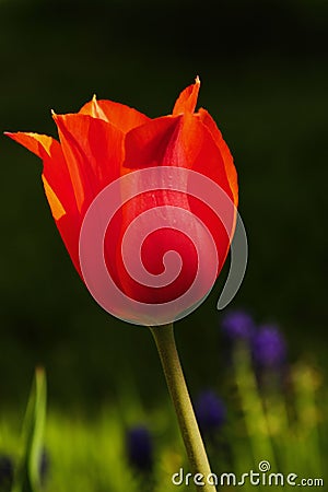 Red Tulip Stock Photo