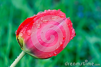 Red tulip. Drops of spring rain on red tulips. Background close up, raindrops on flower Stock Photo