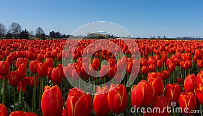 Red Tulip Fields Stock Photo