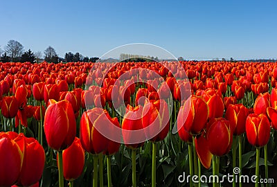 Red Tulip Fields Stock Photo