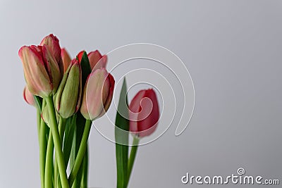 Red tulip flower bouquet in bloom isolated on a bright solid white textured background Stock Photo