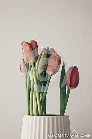 Red tulip flower bouquet in bloom on a white pot isolated on a bright solid white textured background Stock Photo
