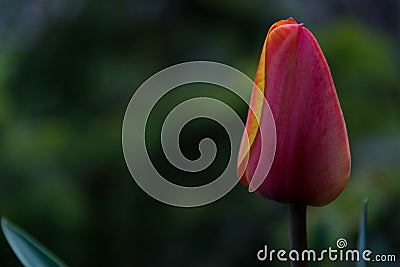 Red tulip flower closeup Stock Photo