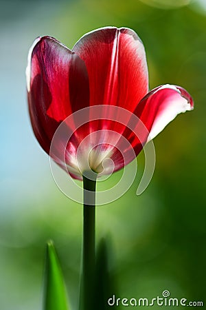 Red tulip flower in the spring Stock Photo