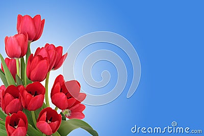 Red Tulip Flowers Stock Photo