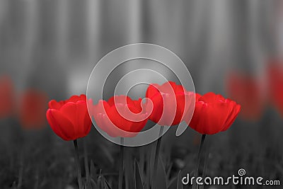 Red tulip flowers on black and white background Stock Photo