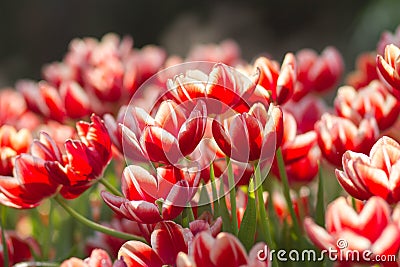 Red Tulip flowers with bokeh Stock Photo