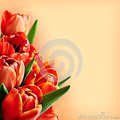 Red tulip flowers bouquet background Stock Photo