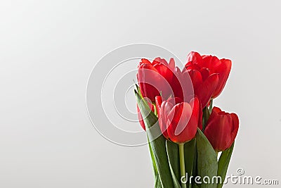 Red tulip flowers bouquet on grey background. Stock Photo