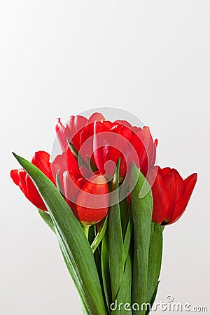 Red tulip flowers bouquet on white background. Stock Photo