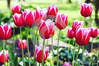 Red tulip flowers Stock Photo