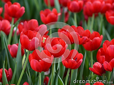 Red tulip flowers at the park in Hanoi, Vietnam Stock Photo