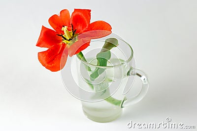 Red Tulip in a glass beaker filled with water. Closeup. Red flow Stock Photo