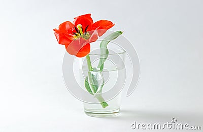 Red Tulip in a glass beaker filled with water. Closeup. Red flow Stock Photo