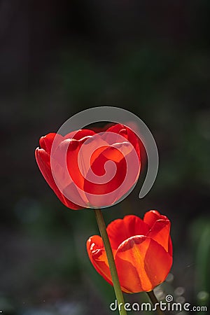 Red tulip in nature Stock Photo