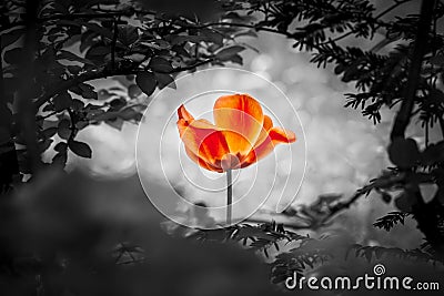 Red tulip resurrection in black white for peace love hope Stock Photo