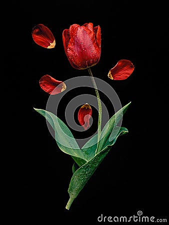 Red tulip with scattered petals. Stock Photo