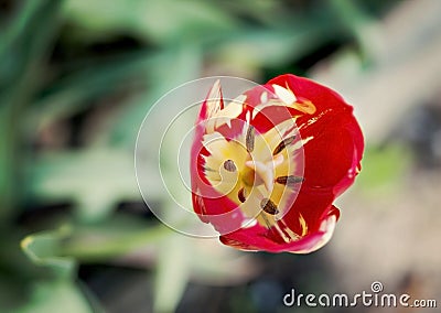 Red tulip, stamen, pistil close-up top view Stock Photo