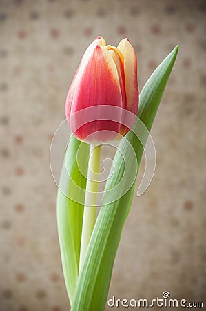 Red tulip on vintage walpaper background Stock Photo