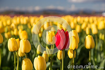 Red tulip in a yellow field Stock Photo