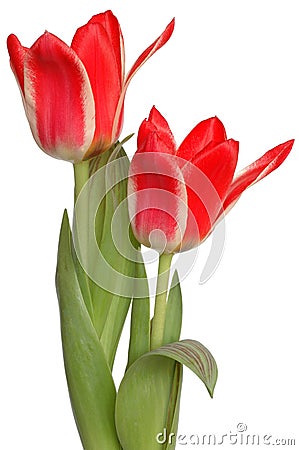 Red Tulips Stock Photo