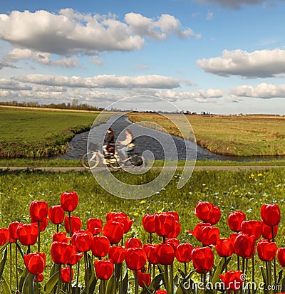 Red tulips against canal in Holland Stock Photo