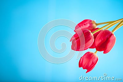 Red tulips on a blue background Stock Photo