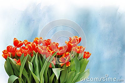 Red Tulips Stock Photo