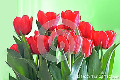 Red tulips Stock Photo