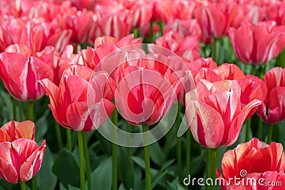 Spring red tulips Editorial Stock Photo