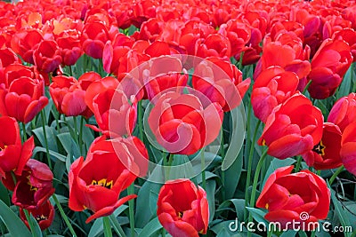 Spring red tulips Editorial Stock Photo